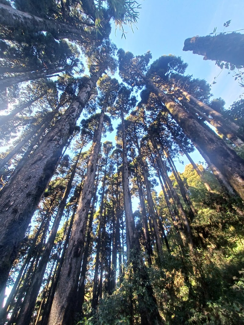 Pine Forest Near Ghoom, Lapche