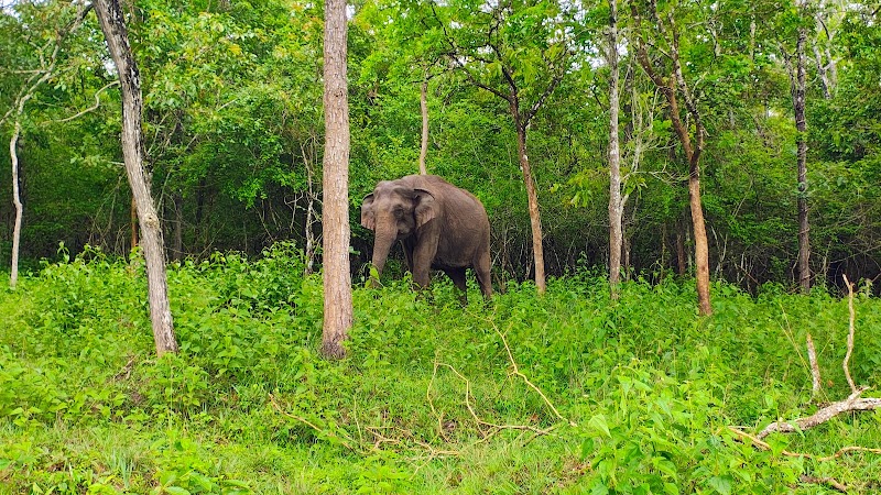 Avathi: Jungle Lodges (Kabini, Bandipur, etc), Farm Stays, Camping and Adventure Activities - Avathi: Jungle Lodges (Kabini, Bandipur, etc), Farm Stays, Camping and Adventure Activities 41, 4th Cross Rd, Royal Enclave, Phase II, Srirampura, Thanisandra, Bengaluru, Karnataka 560064, India