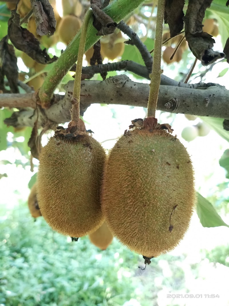 K S Orchards - K S Orchards, Sajla Bihal, Manali, Himachal Pradesh 175143, India