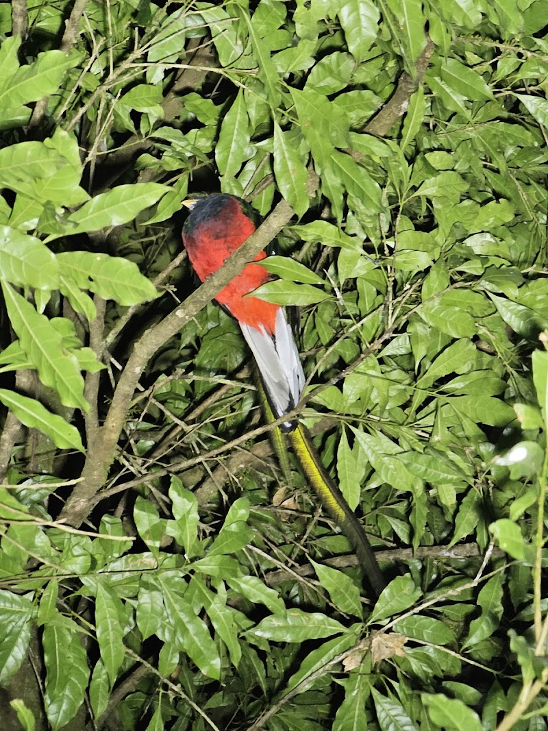 Monteverde Night Tour By Pablo’s Natural Tour - Monteverde Night Tour By Pablo’s Natural Tour, Provincia de Puntarenas, Santa Elena, 60109, Costa Rica