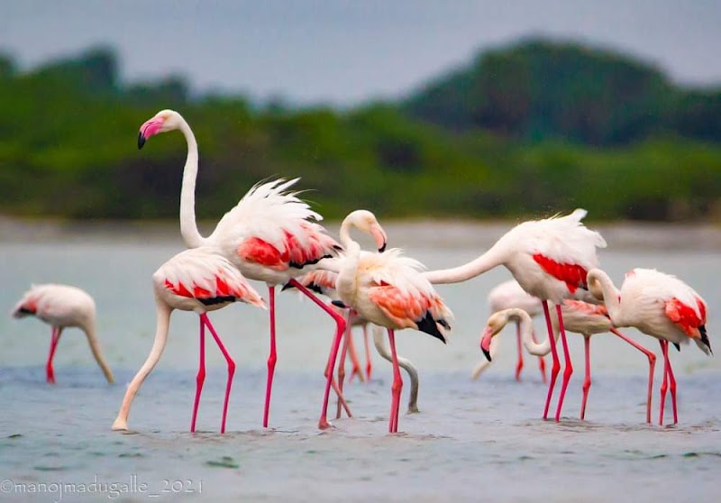 Bird Sanctuary - Bird Sanctuary, South-Coast Rd, Sri Lanka