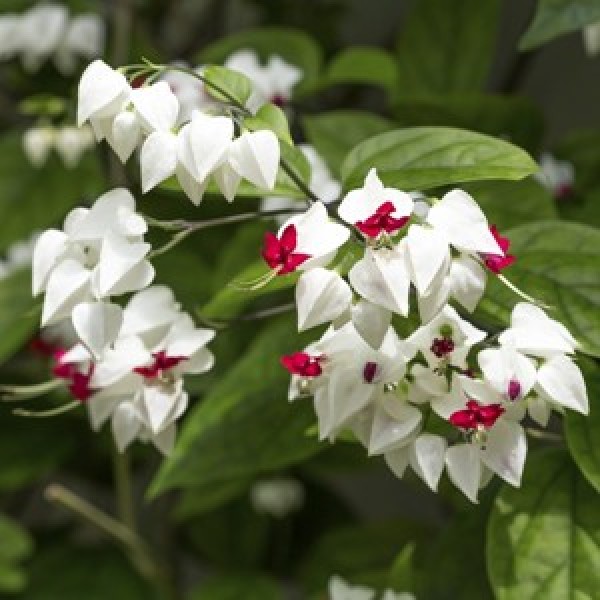 Pramukh Nursery - Pramukh Nursery, Nilkanth Farm House, Ring Road, near Yatri Niwas Hotel, Silvassa, Dadra and Nagar Haveli and Daman and Diu 396230, India