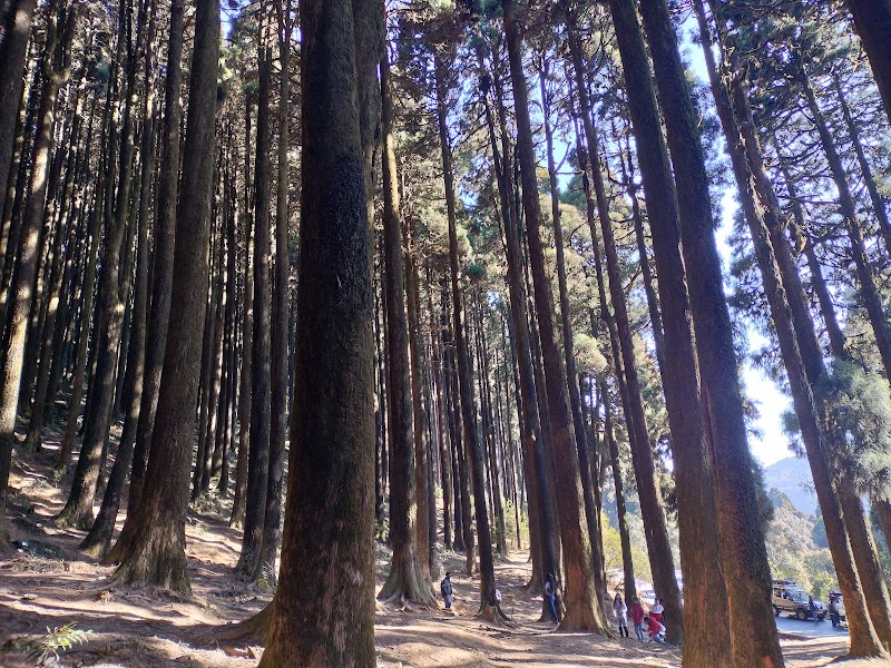 Pine tree forest - Pine tree forest 256P+H3, Ghoom Pahar Forest, West Bengal 734221, India