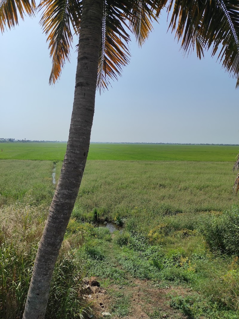 Alleppey Backwaters - Alleppey Backwaters G99J+2PF, Meenappally, Kuttamangalam, Kuppapuram, Kainakary North, Kerala 688011, India
