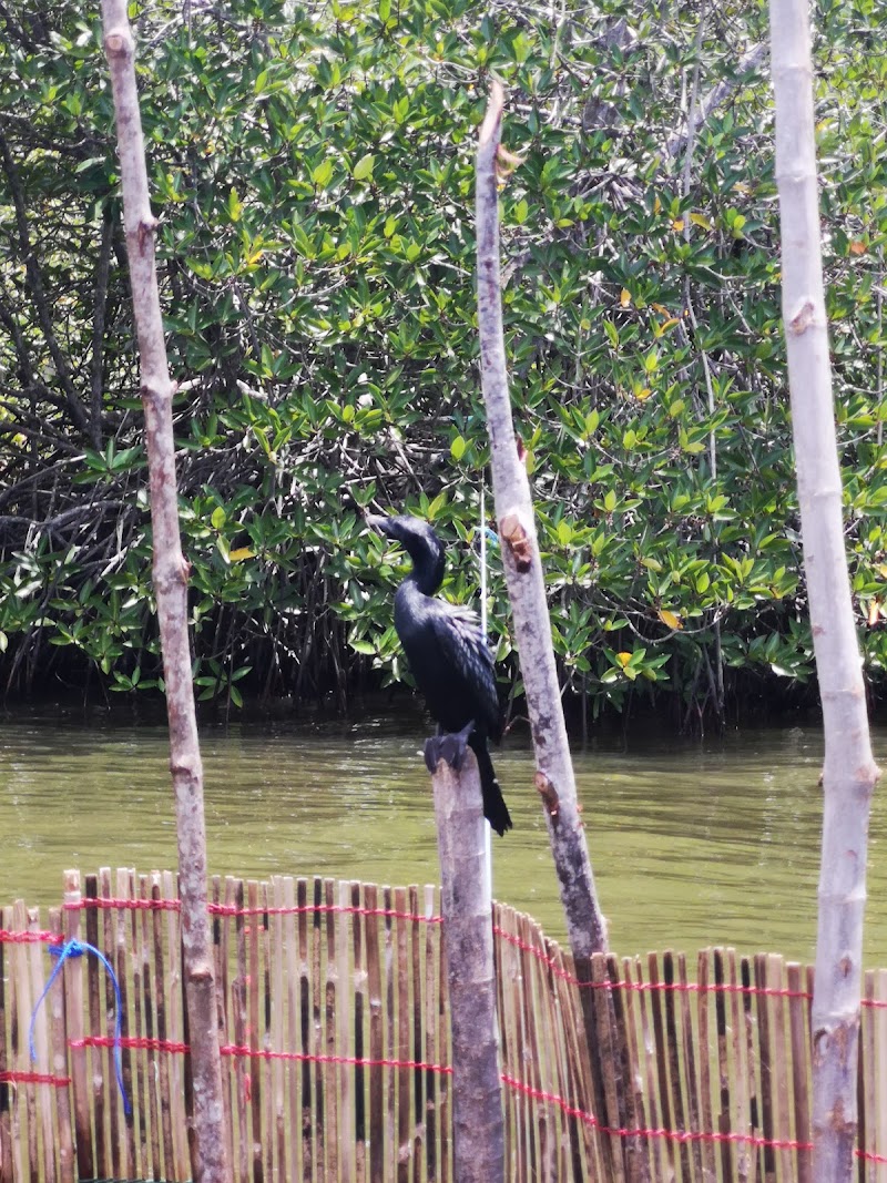 Madu River Safari මාදු ගඟේ බෝට් සෆාරි - Madu River Safari මාදු ගඟේ බෝට් සෆාරි, Near the Bridge, No.193/5 Galle Rd, Balapitiya 80550, Sri Lanka