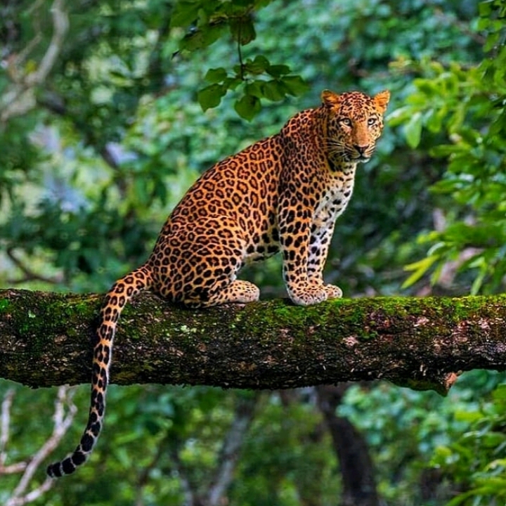 Kakanakote Safari Center, Dammanakatte Mysuru - Kakanakote Safari Center, Dammanakatte Mysuru, 2774+FP2, SH 33, Manchegowdanahalli, Antharasanthe, Karnataka 571114, India