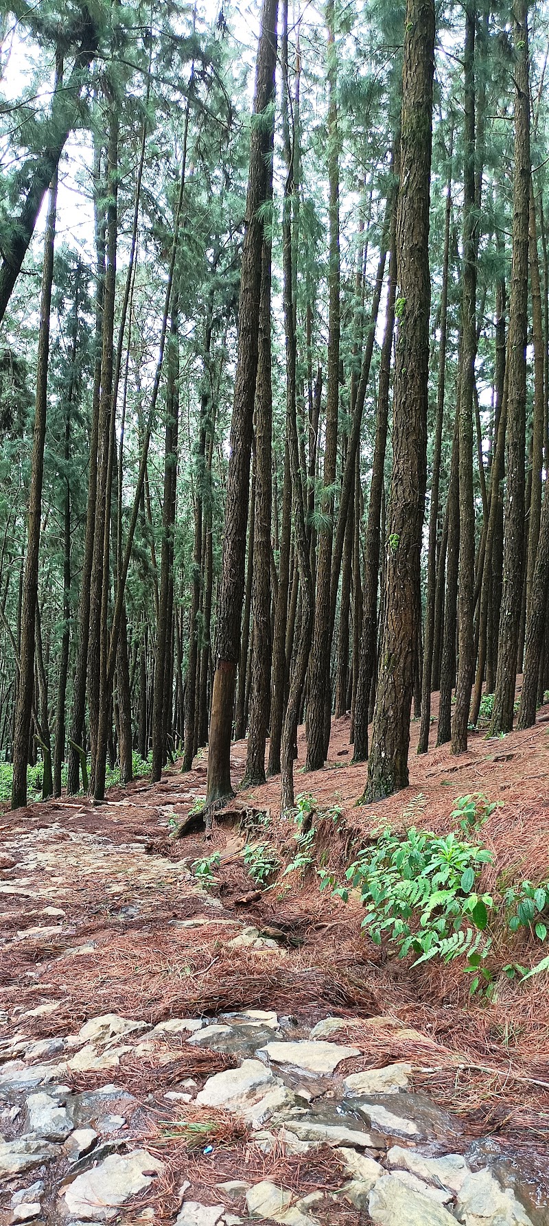 Palozhukum Para Waterfalls - Palozhukum Para Waterfalls JWWW+RPH, palozhukum para, Vagamon, Kolahalamedu, Keralam 685501, India