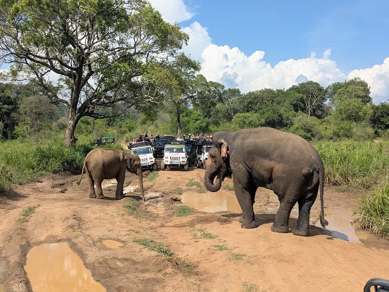 Hurulu Eco Park - Wild Elephant Safari