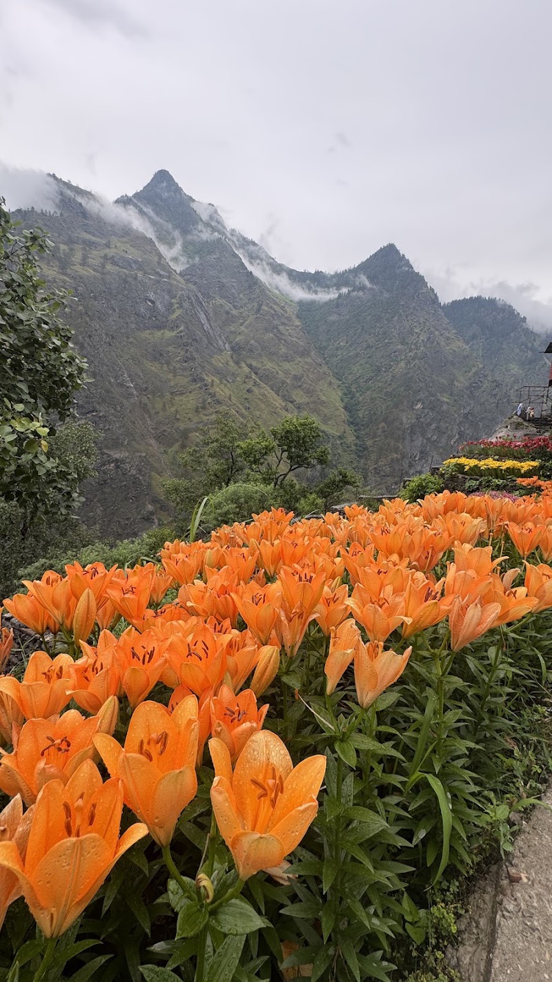 Blue Poppy Premier - Blue Poppy Premier Joshimath, Uttarakhand 246443, India