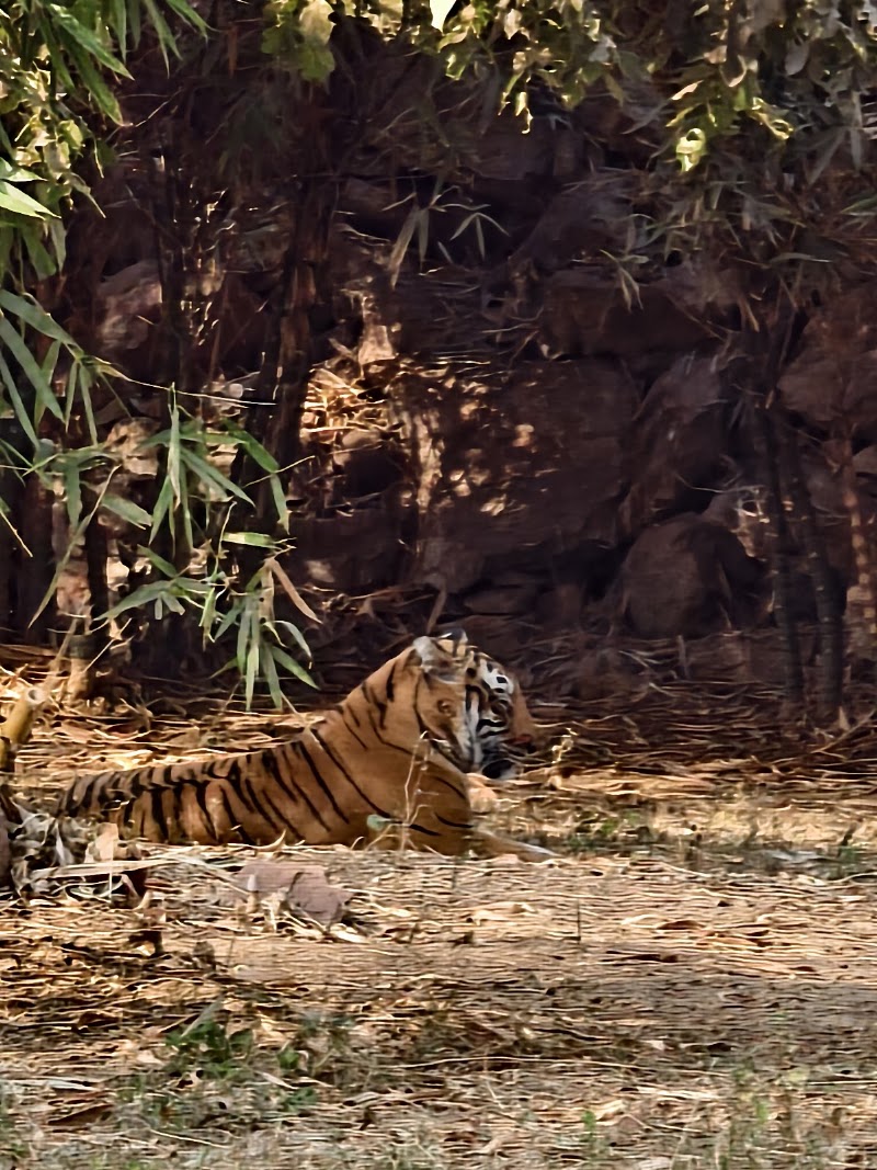 Wild life Sanctuary - Wild life Sanctuary 3QVJ+JHM, Atal Nagar-Nava Raipur, Chhattisgarh 493661, India