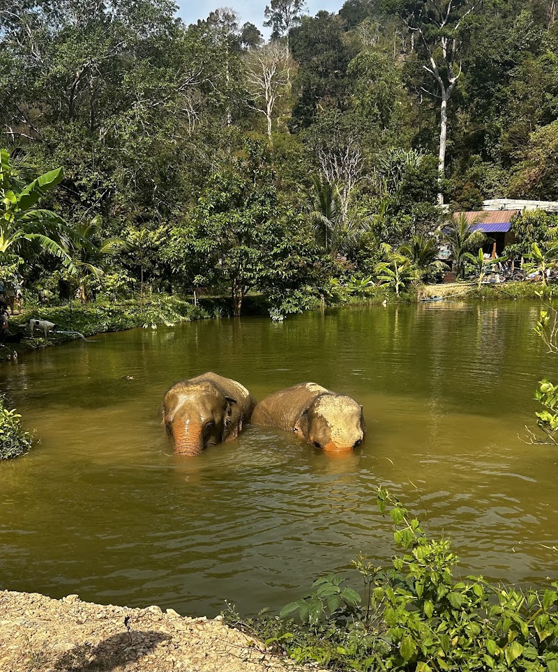 Following Giants Koh Lanta Ethical Elephant Sanctuary - Following Giants Koh Lanta Ethical Elephant Sanctuary, Klong Chak Waterfall RD, Tambon Ko Lanta Yai, Amphoe Ko Lanta, Chang Wat Krabi 81150, Thailand