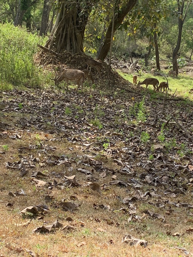 JLR Nagarahole Safari Camp - JLR Nagarahole Safari Camp, 56M5+3V8, Nagarhole Rd, Veeranahosahalli, Karnataka 571106, India