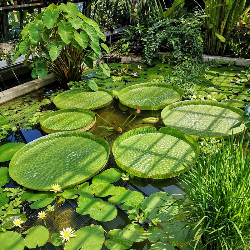 Palmenhaus im Hofgarten
