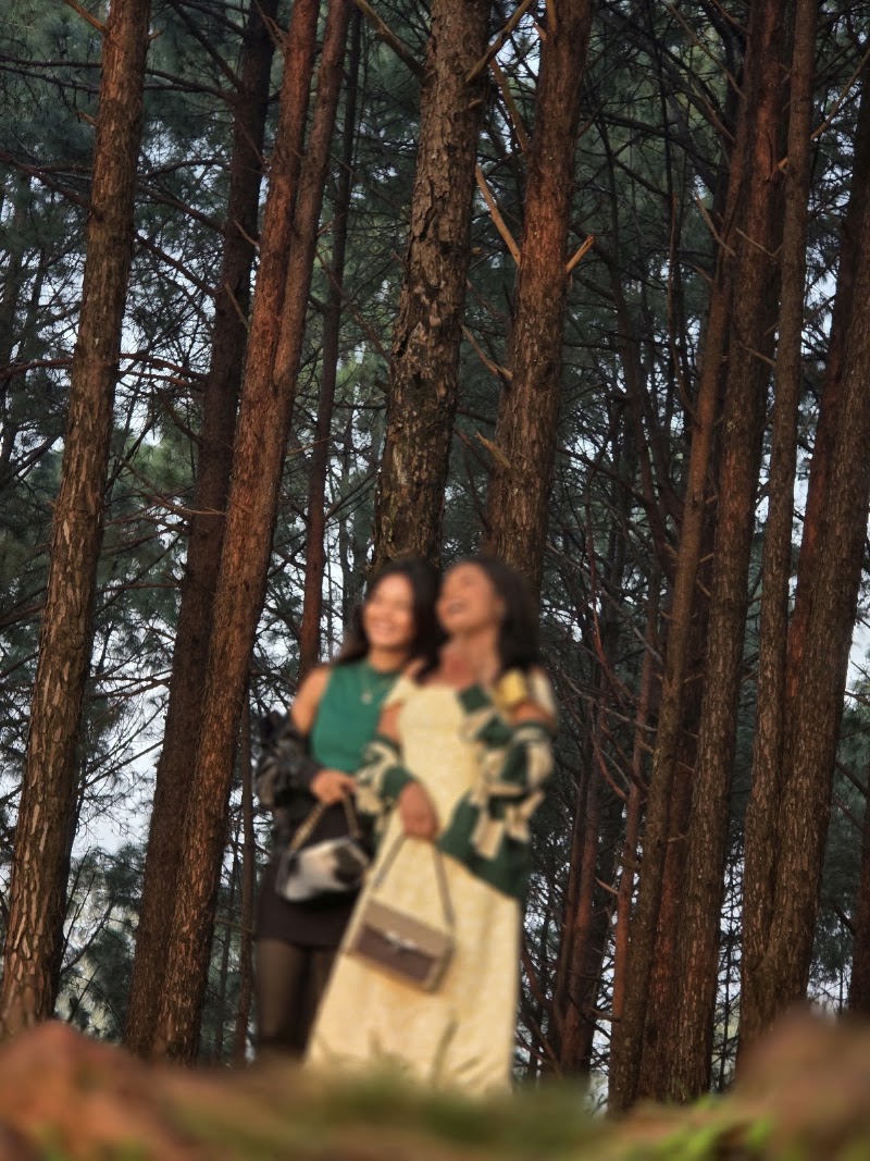 Sunrise edge view point Pine forest