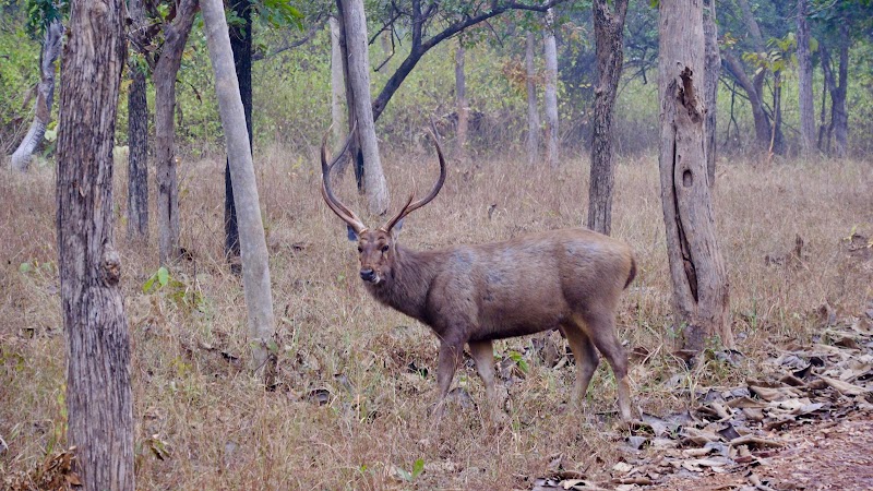 PANNA NATIONAL PARK SAFARI - PANNA NATIONAL PARK SAFARI, near Payal hotel, Sevagram, Khajuraho, Madhya Pradesh 471606, India