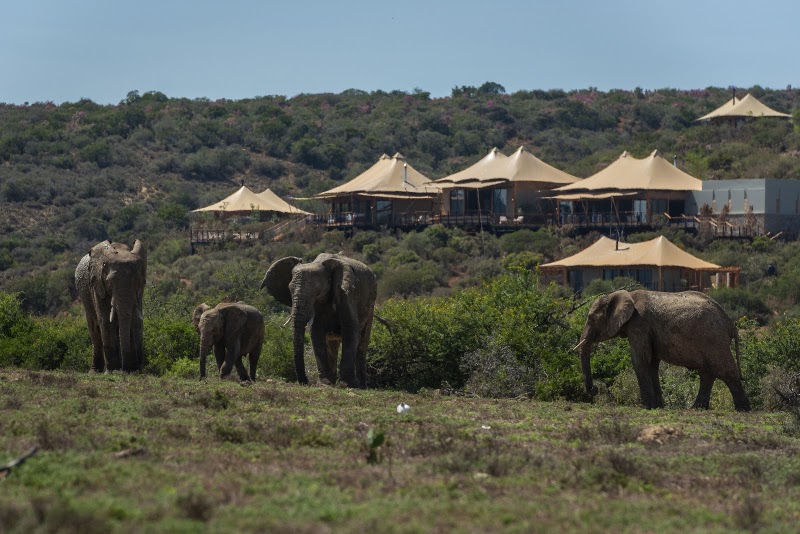 Sindile at Shamwari Private Game Reserve - Sindile at Shamwari Private Game Reserve, Shamwari Private Game Reserve, Paterson, Sindile Lodge, Paterson, 6130, South Africa
