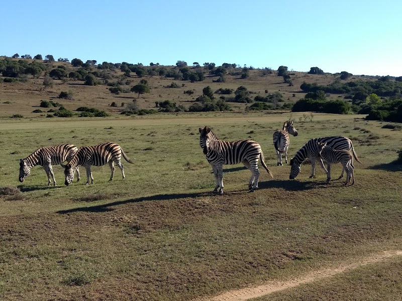 Schotia Safaris Private Game Reserve - Schotia Safaris Private Game Reserve, N 10 and Addo Heights, Ncanarha, 6130, South Africa