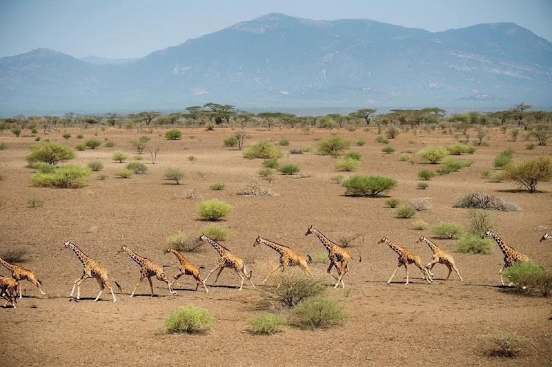 Loisaba Conservancy