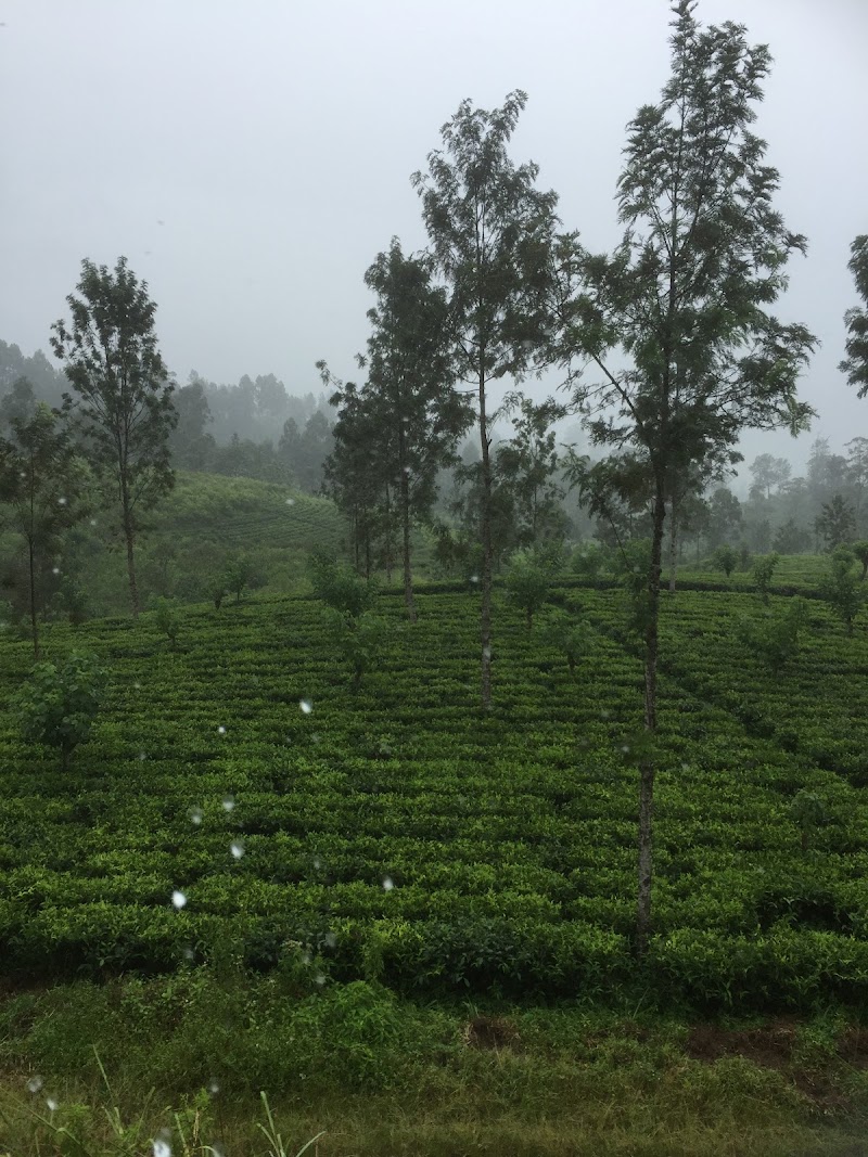 St. Clair Estate - Tea Factory - St. Clair Estate - Tea Factory, A7, Talawakelle, Sri Lanka