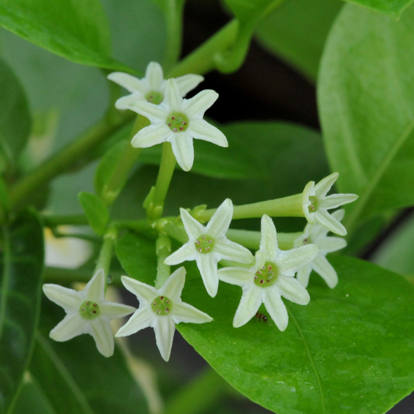 Pramukh Nursery - Pramukh Nursery, Nilkanth Farm House, Ring Road, near Yatri Niwas Hotel, Silvassa, Dadra and Nagar Haveli and Daman and Diu 396230, India