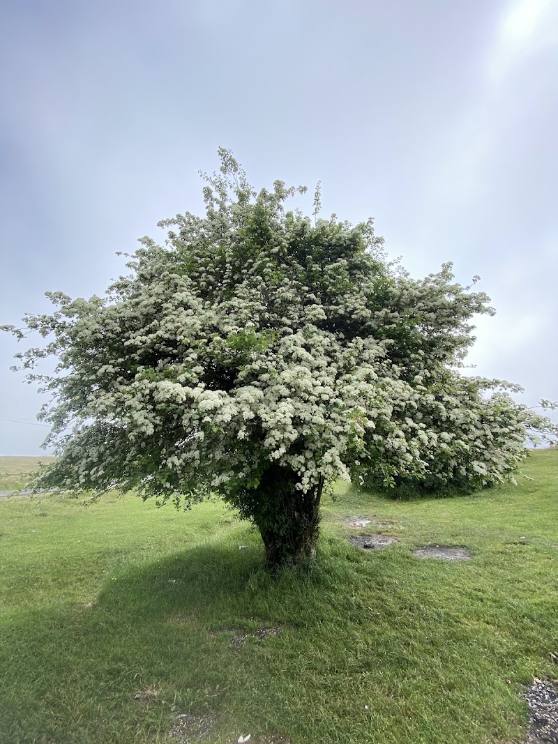 جنگل فندقلو استان اردبیل - جنگل فندقلو استان اردبیل, CH46+MP, Khaneqah-e Olya, Ardabil Province, Iran