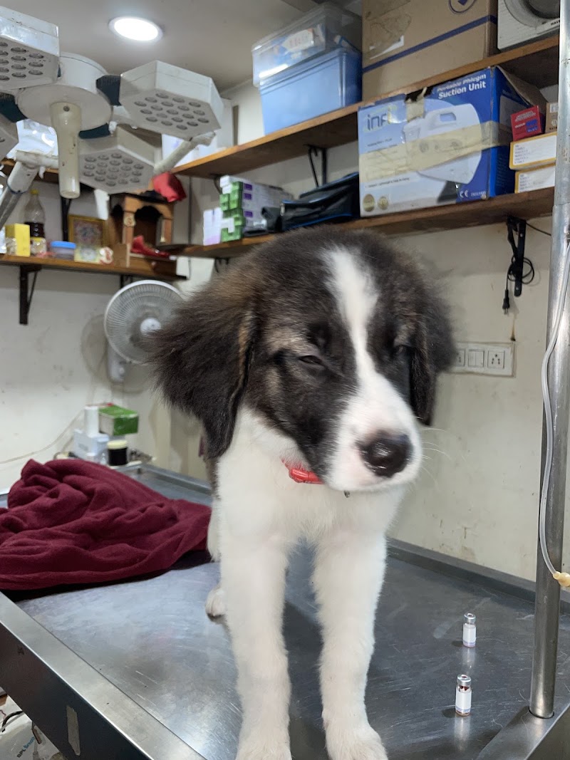 VETCARE PET CLINIC - VETCARE PET CLINIC Vetcare Shop no.110, Chouhan Dream Homes Complex, Nehru Nagar Main Rd, near Hitek Hospital, below SBI bank, Block J, Smriti Nagar, Bhilai, Chhattisgarh 490020, India