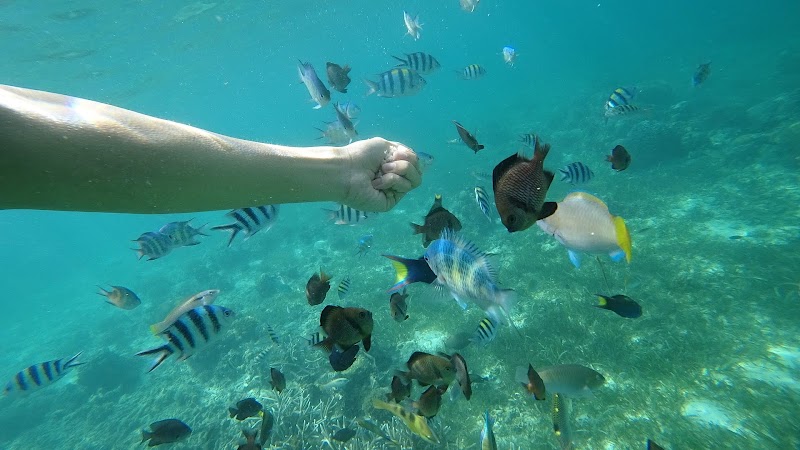 Gilutongan Marine Sanctuary - Gilutongan Marine Sanctuary, 6X5P+G9P, Unnamed Road, Cordova, Cebu, Philippines