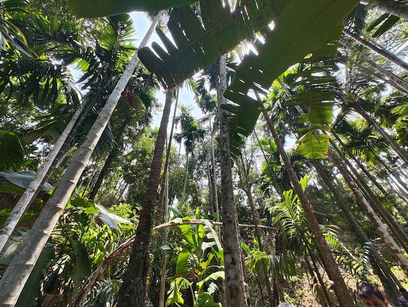 Sahakari Spice Farm - Sahakari Spice Farm C26G+23G, Panjim - Belagavi Main Rd, Curti, Ponda, Goa 403401, India