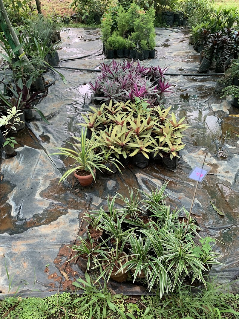 Roys Nursery Farm : Plant nursery In Mysuru. - Roys Nursery Farm : Plant nursery In Mysuru., 191, Naguvanahalli, Road, Old, Hale Kesare, Mysuru, Karnataka 570019, India
