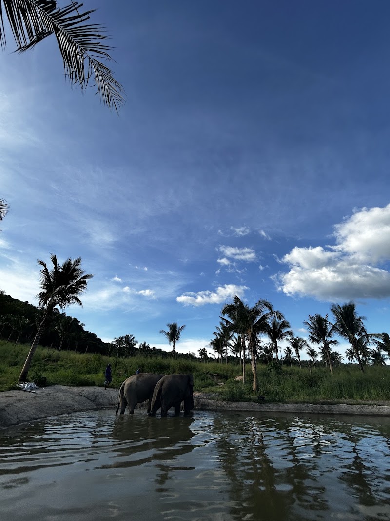 Pattaya Ethical Elephant Tour (Living Green Elephant Sanctuary) - Pattaya Ethical Elephant Tour (Living Green Elephant Sanctuary) 524 Soi Buakhao, Muang Pattaya, Amphoe Bang Lamung, Chang Wat Chon Buri 20150, Thailand