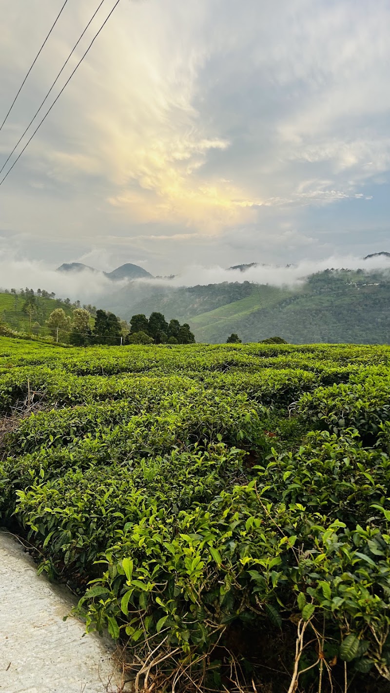 Carolina Tea Estate - Carolina Tea Estate No 1, Carolina Rd, Ottuppattarai, Coonoor, Tamil Nadu 643102, India