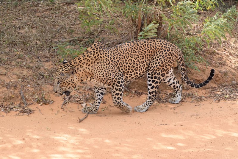Yala Safari - Ceylon Wild - Yala Safari - Ceylon Wild, Yodhakandiya, Tissamaharama 82600, Sri Lanka