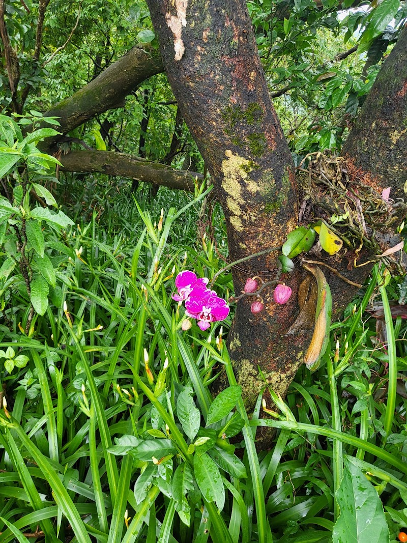 Elephant Mountain trailhead - Elephant Mountain trailhead No. 157, Alley 342, Lane 150, Section 5, Xinyi Rd, Sanli Village, Xinyi District, Taipei City, Taiwan 110