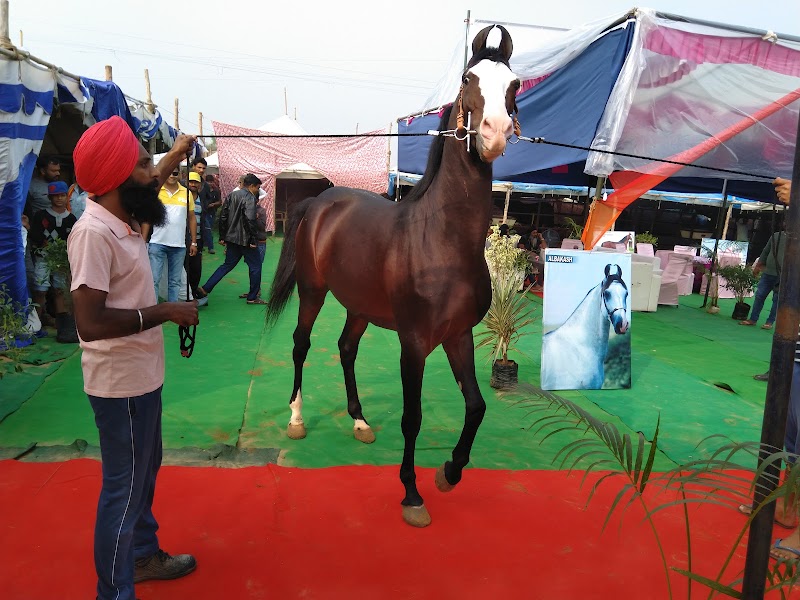 Pushkar Cattle Fair - Pushkar Cattle Fair, Mela Ground, Pushkar, Rajasthan 305022, India
