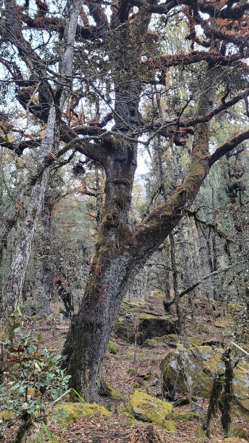 Tali Forest Camp - Tali Forest Camp, FHFF+G5, Salud Dugra, Uttarakhand 246483, India