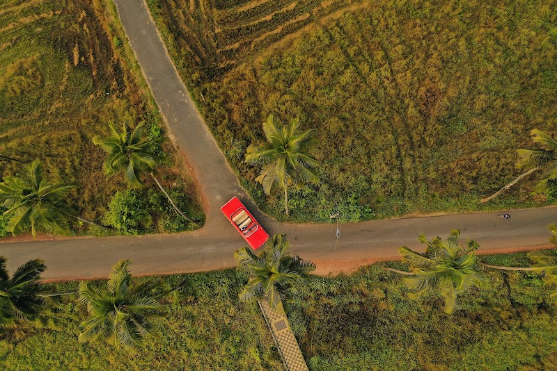 Parra coconut tree 🌴 road