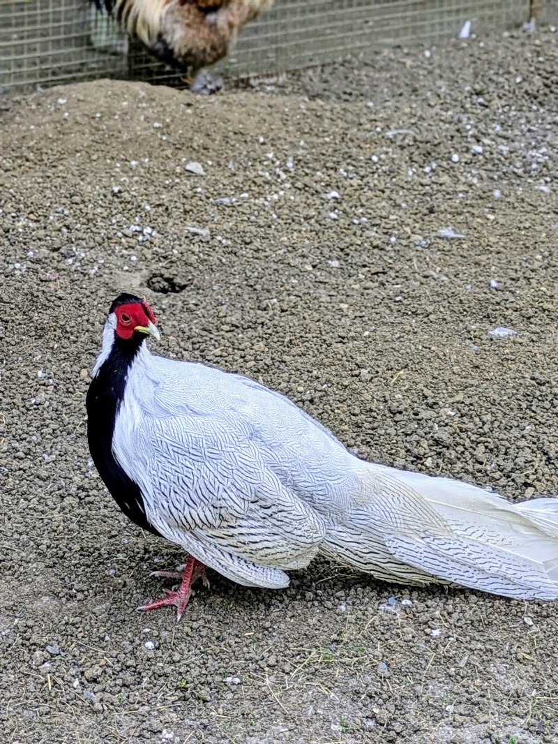 Nandan Van Zoo - Nandan Van Zoo 7GMV+8FV, Atari, Hatband, Chhattisgarh 492099, India