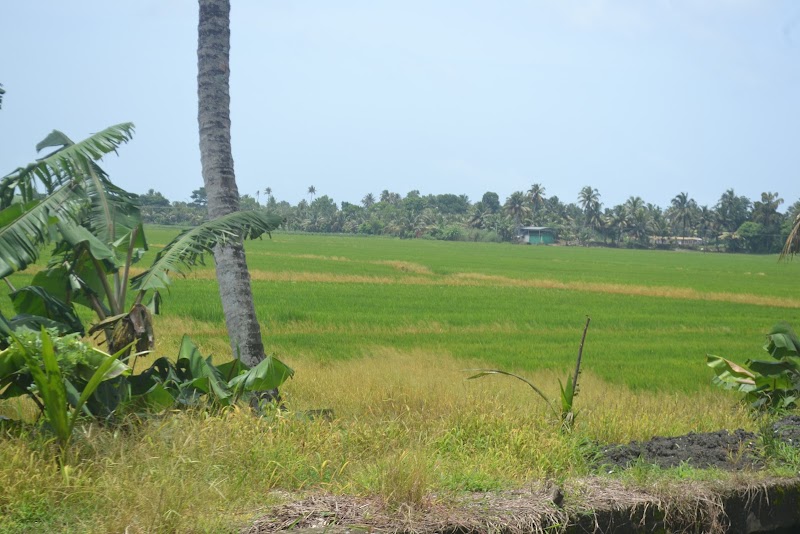Alleppey Backwaters - Alleppey Backwaters Punnamada, Kottankulangara, Alappuzha, Aryad South, Kerala 688006, India