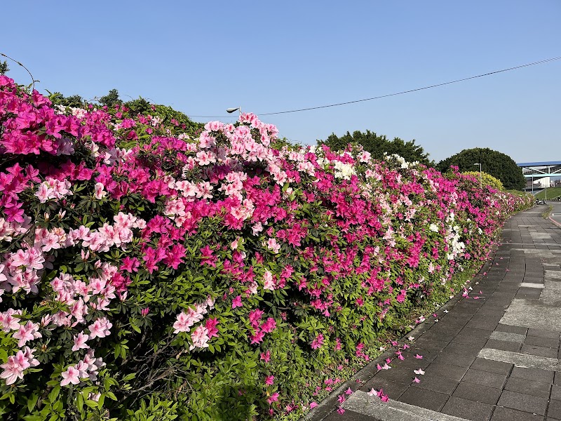 Shuhong Lotus Park - Shuhong Lotus Park Shuhong 1st Rd, Erchong Village, Sanchong District, New Taipei City, Taiwan 241