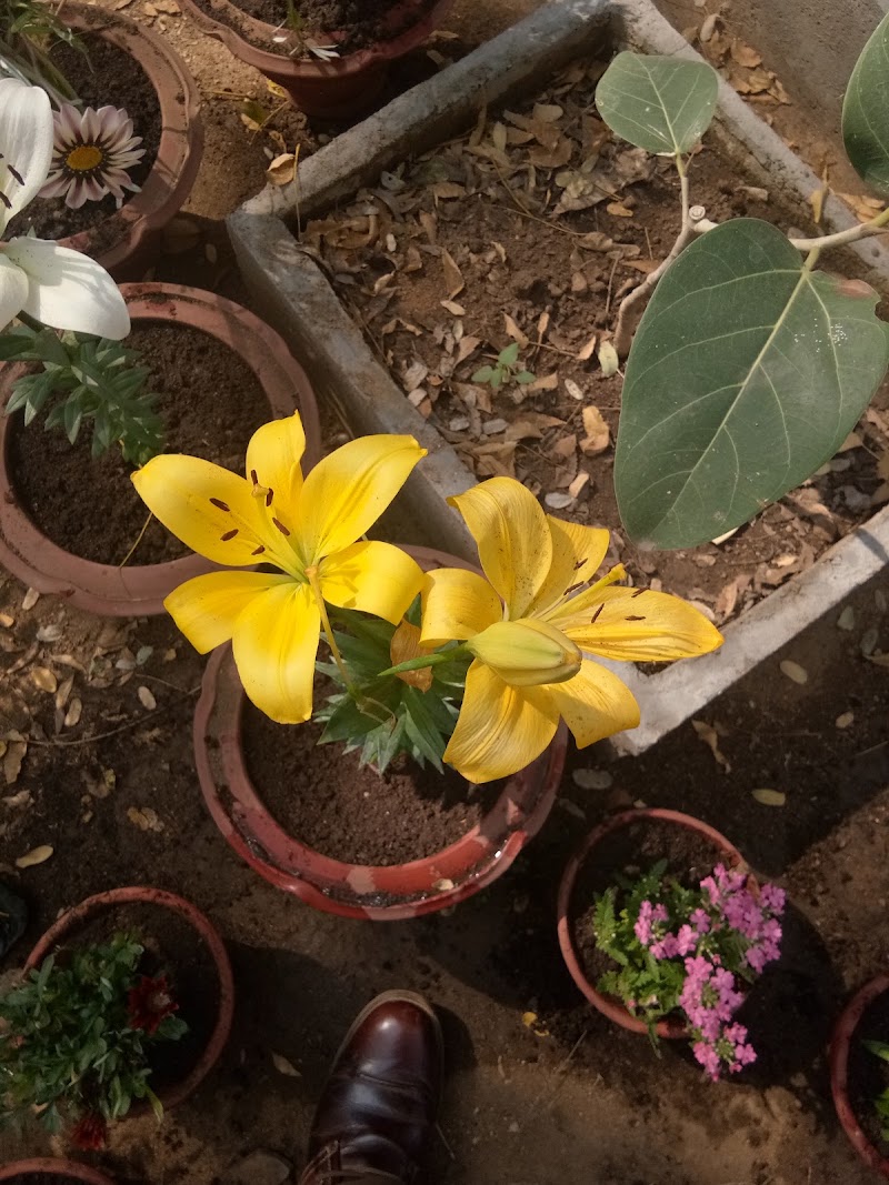 Forest Range Office (T) - Forest Range Office (T) 3JWJ+W4H, Palsapara, Odisha 766108, India