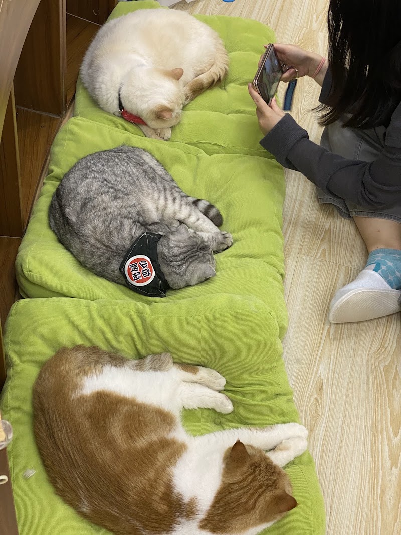 Cats Tea Room Tsuen Wan - Cats Tea Room Tsuen Wan Hong Kong, Tsuen Wan, Chung On St, 110號1樓