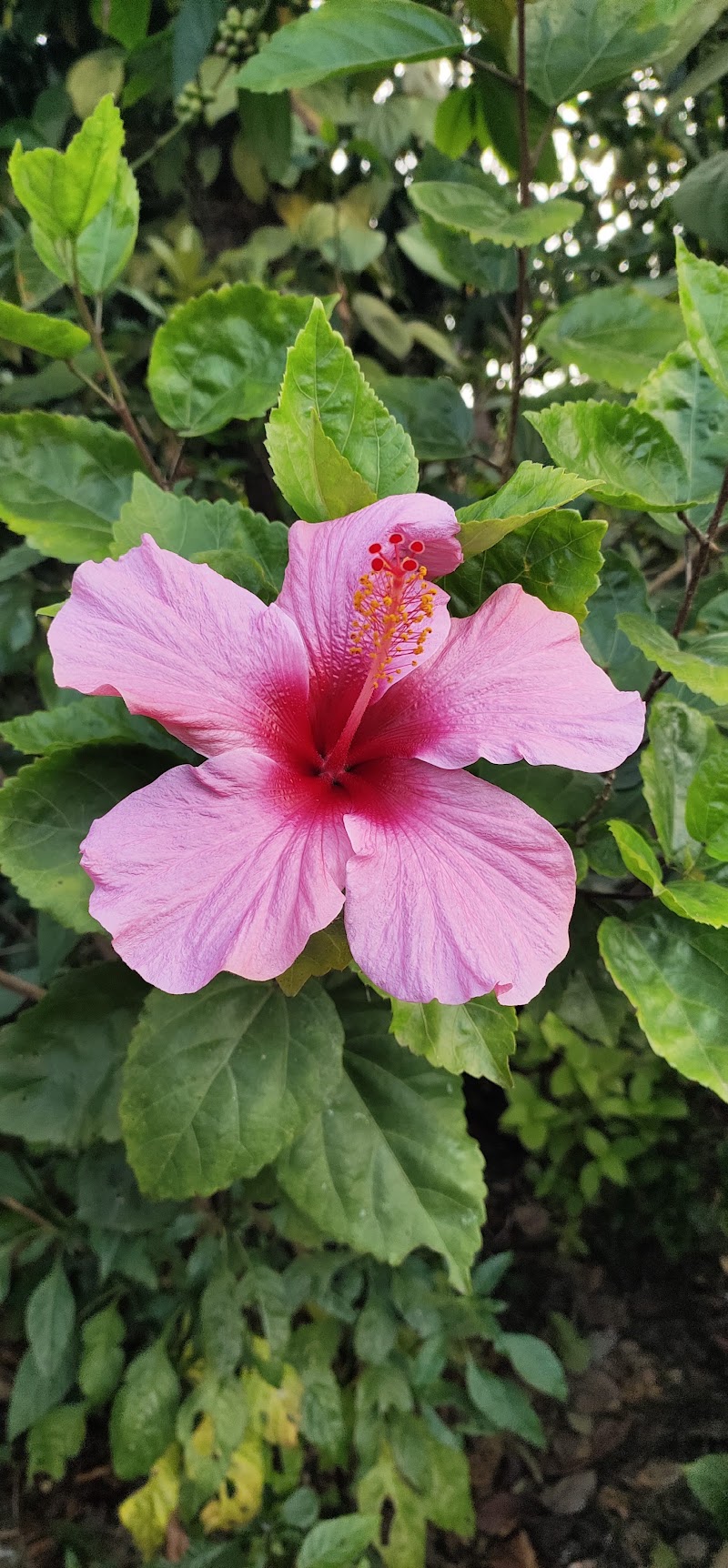 Aldur - Aldur, Karnataka, India