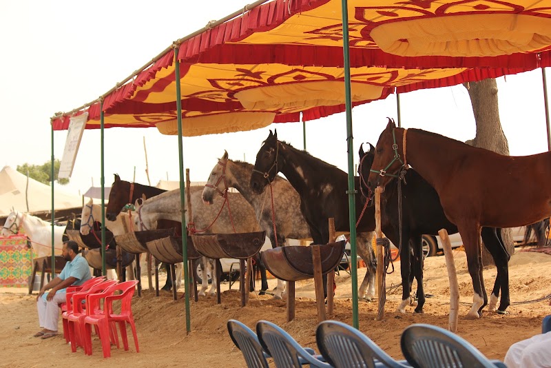 Pushkar Cattle Fair - Pushkar Cattle Fair, Mela Ground, Pushkar, Rajasthan 305022, India
