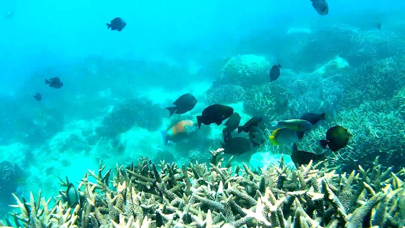 Hon Mun Marine Protected Area - Hon Mun Marine Protected Area 735 Nguyễn Tất Thành, Nha Trang, Khánh Hòa, Vietnam