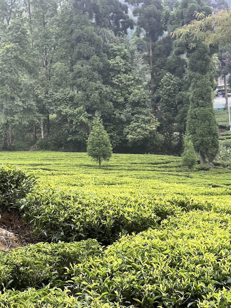 ZERO POINT - ZERO POINT, Rangli Rangliot, Rangli Ranglot Tea Garden, West Bengal 734226, India