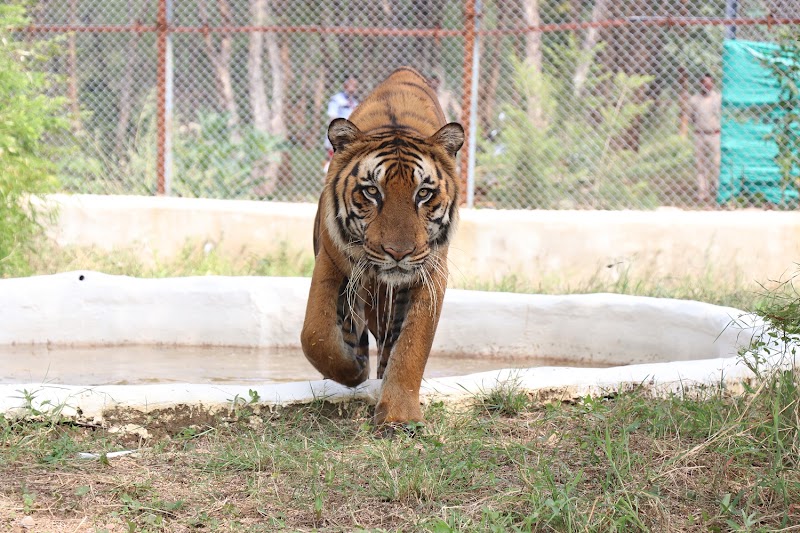 Nandanvan Jungle Safari, Nava Raipur - Nandanvan Jungle Safari, Nava Raipur Sector 39, Khanduwa, Sector 39, Atal Nagar-Nava Raipur, Uparwara, Chhattisgarh 493661, India