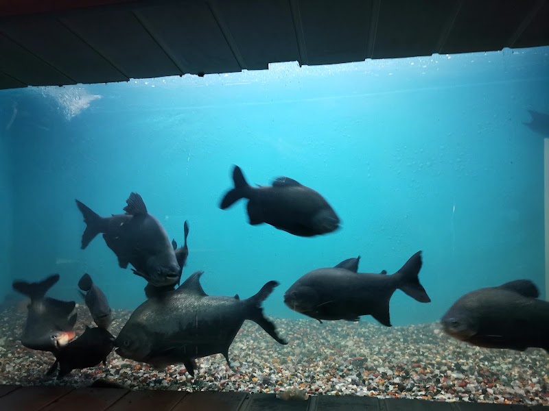 Namma Bengaluru Aquarium - Namma Bengaluru Aquarium Kasturba Rd, Shanthala Nagar, Bengaluru, Karnataka 560001, India