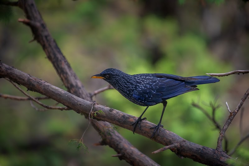 Kilbury and Pangot Wildlife and Bird Sanctuary - Kilbury and Pangot Wildlife and Bird Sanctuary CC9W+8JC, Pangoot, Naina Range, Uttarakhand 263132, India