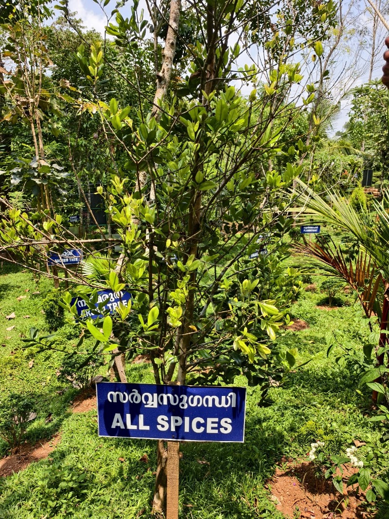 Chasam Ayurvedic & Spices Garden - Chasam Ayurvedic & Spices Garden Vythiri -Tharuvana Rd, Vythiri, Kunnathidavaka, Kerala 673576, India