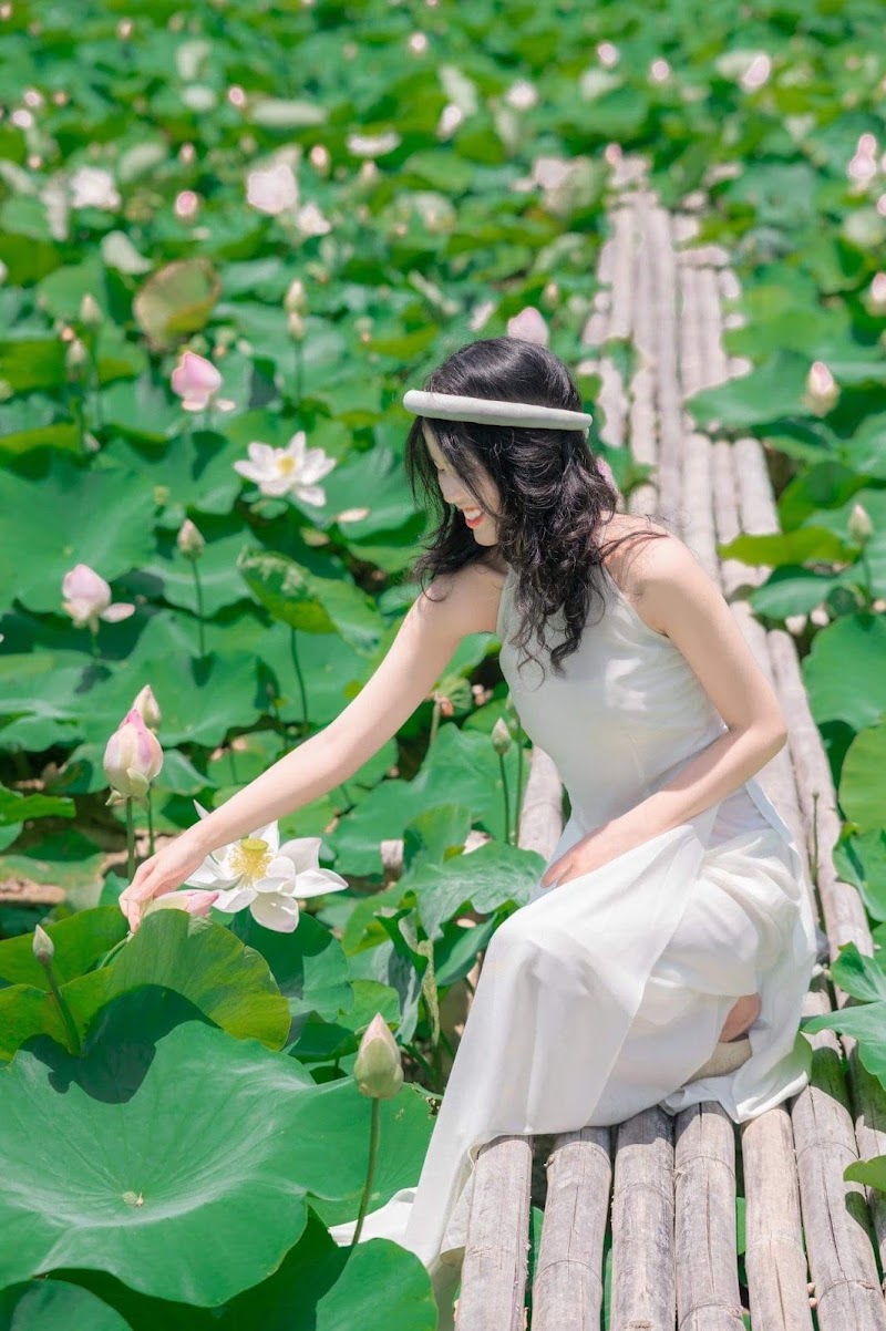 Đầm sen Hành Cung Vũ Lâm Ninh Thắng - Đầm sen Hành Cung Vũ Lâm Ninh Thắng, 6X83+W63, Nam Hoa Lu, Ninh Binh, Vietnam